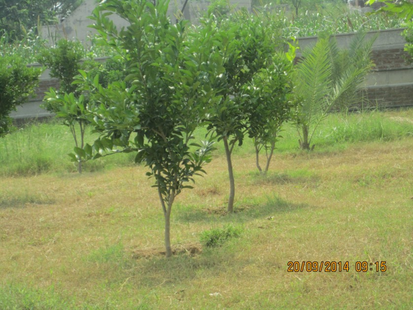 Rahmat Nawab Trust project photograph